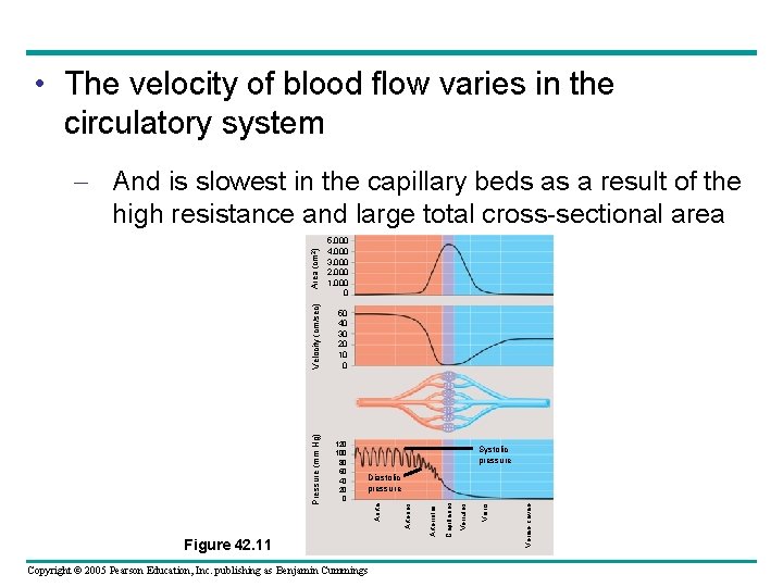  • The velocity of blood flow varies in the circulatory system Systolic pressure