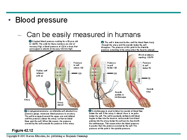  • Blood pressure – Can be easily measured in humans 1 A typical