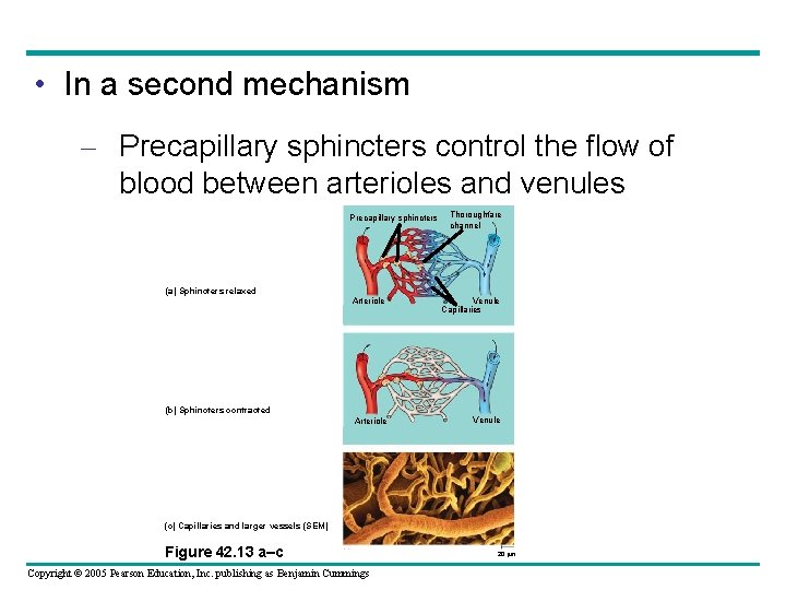  • In a second mechanism – Precapillary sphincters control the flow of blood