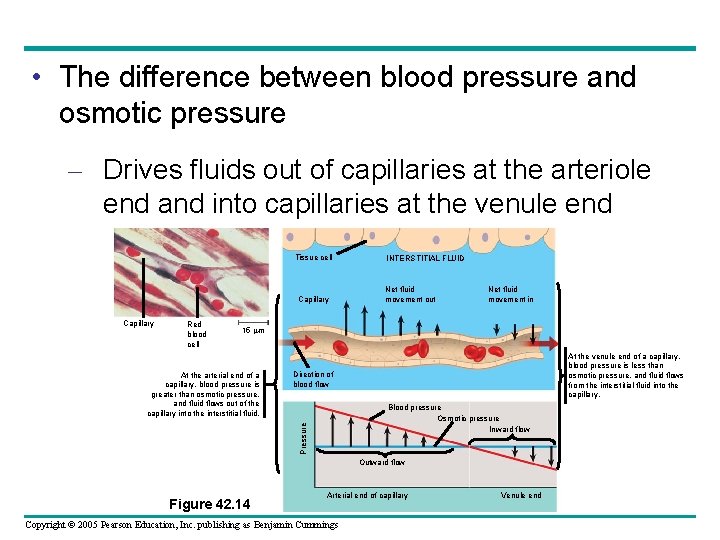  • The difference between blood pressure and osmotic pressure – Drives fluids out