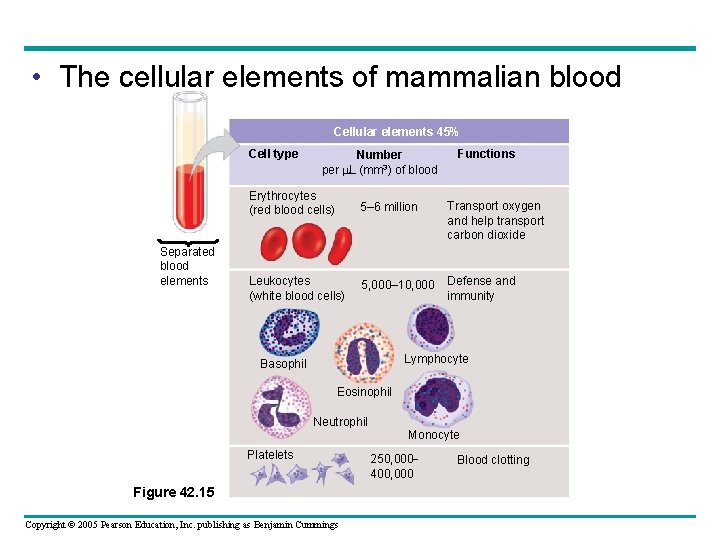  • The cellular elements of mammalian blood Cellular elements 45% Cell type Separated