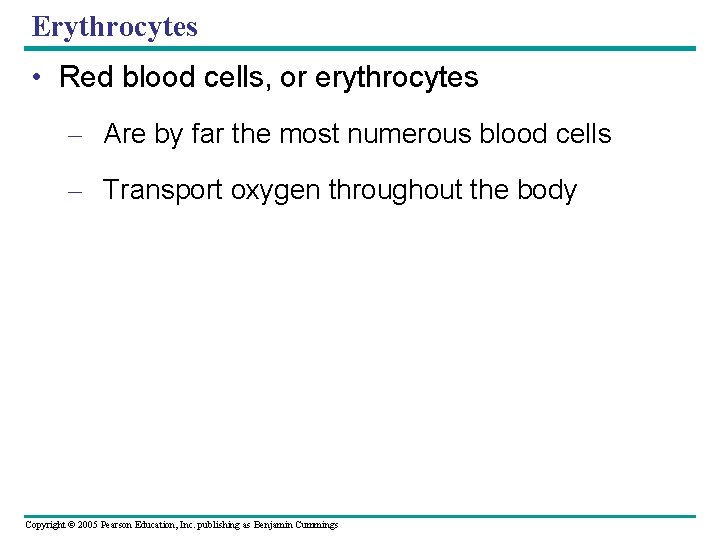 Erythrocytes • Red blood cells, or erythrocytes – Are by far the most numerous