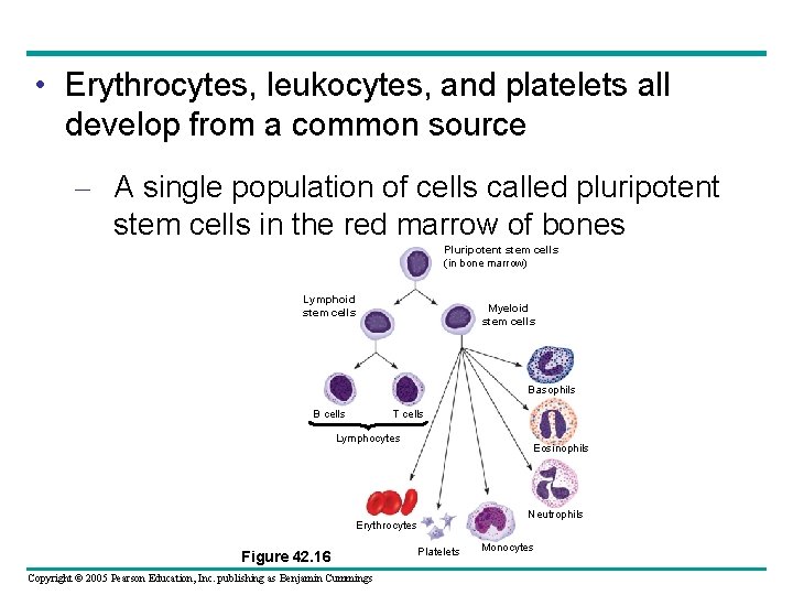  • Erythrocytes, leukocytes, and platelets all develop from a common source – A