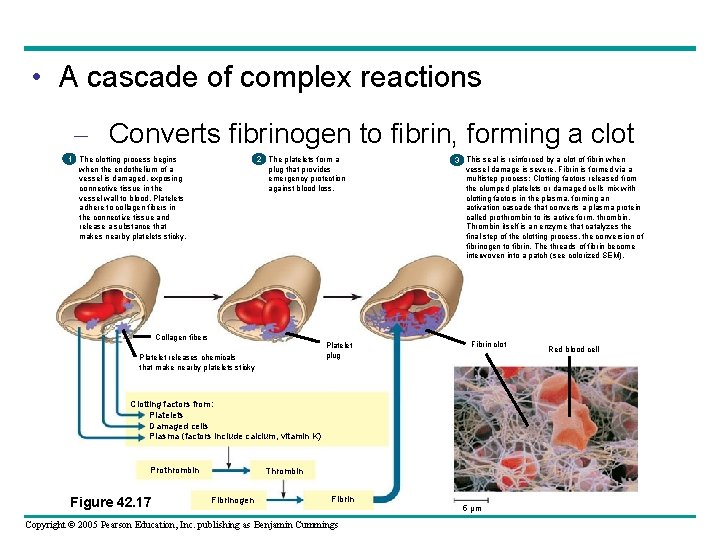  • A cascade of complex reactions – Converts fibrinogen to fibrin, forming a