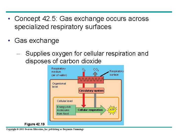  • Concept 42. 5: Gas exchange occurs across specialized respiratory surfaces • Gas