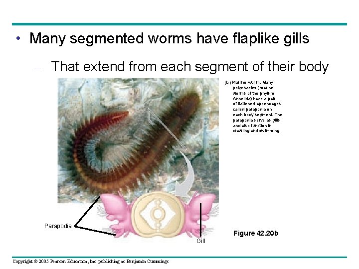  • Many segmented worms have flaplike gills – That extend from each segment