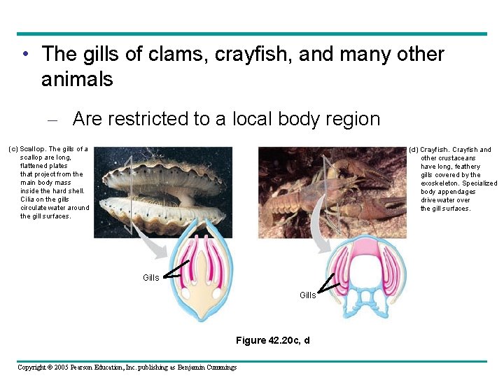  • The gills of clams, crayfish, and many other animals – Are restricted
