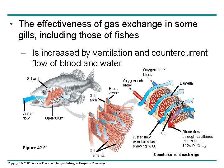  • The effectiveness of gas exchange in some gills, including those of fishes