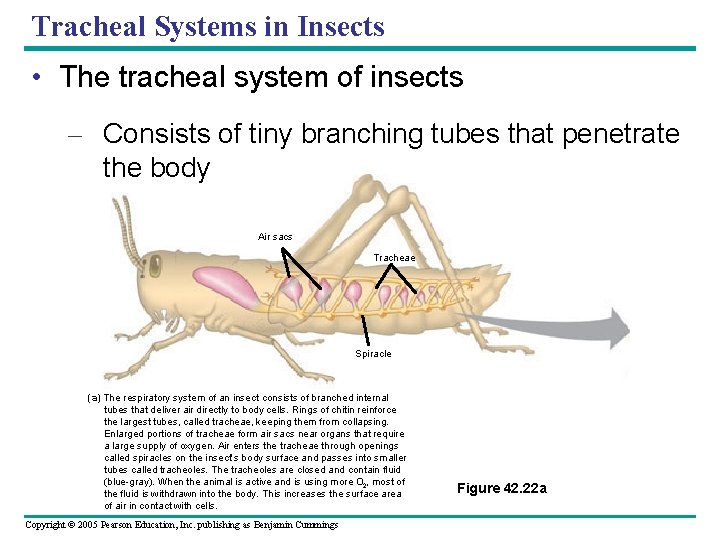 Tracheal Systems in Insects • The tracheal system of insects – Consists of tiny