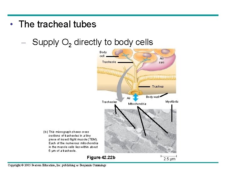  • The tracheal tubes – Supply O 2 directly to body cells Body