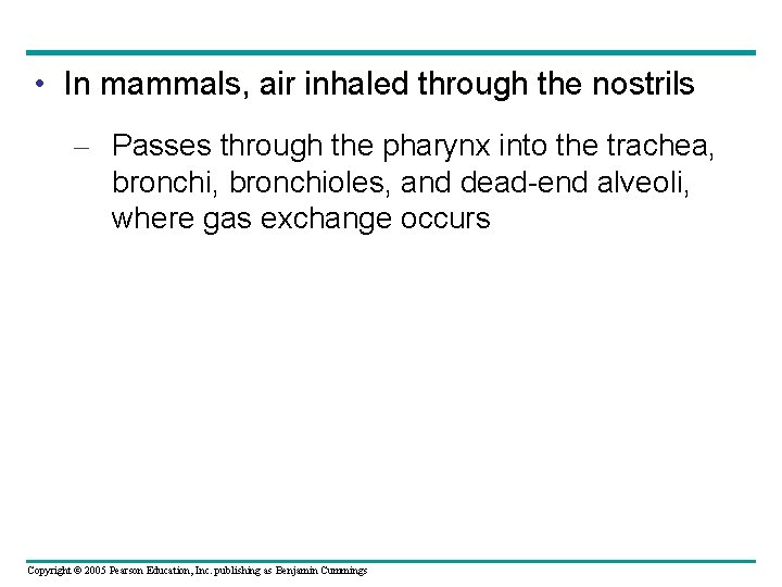  • In mammals, air inhaled through the nostrils – Passes through the pharynx