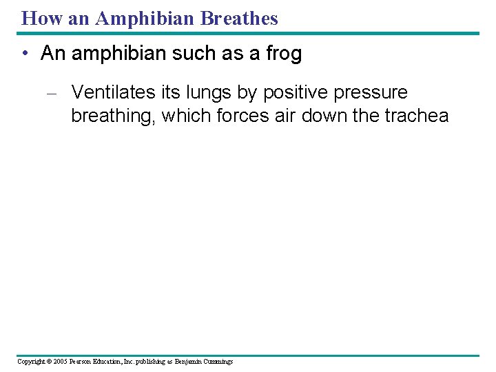 How an Amphibian Breathes • An amphibian such as a frog – Ventilates its