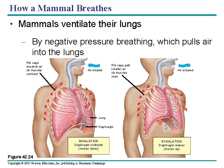 How a Mammal Breathes • Mammals ventilate their lungs – By negative pressure breathing,