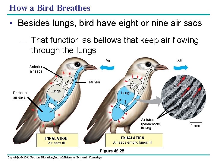 How a Bird Breathes • Besides lungs, bird have eight or nine air sacs