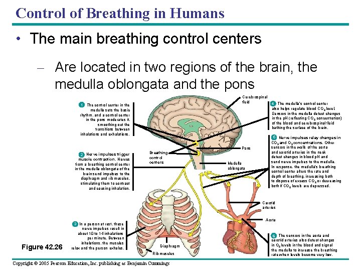 Control of Breathing in Humans • The main breathing control centers – Are located