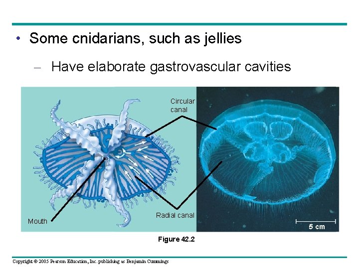  • Some cnidarians, such as jellies – Have elaborate gastrovascular cavities Circular canal