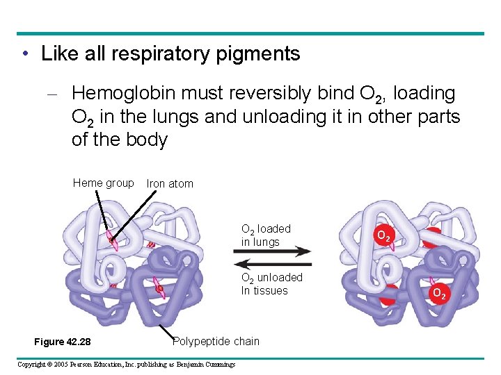  • Like all respiratory pigments – Hemoglobin must reversibly bind O 2, loading