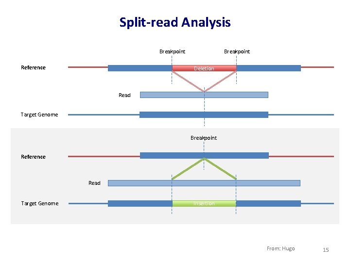 Split-read Analysis Breakpoint Reference Breakpoint Deletion Read Target Genome Breakpoint Reference Read Target Genome