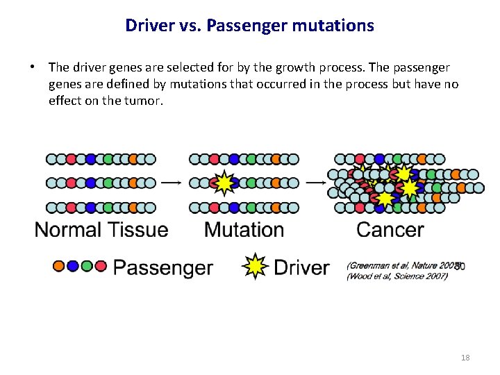 Driver vs. Passenger mutations • The driver genes are selected for by the growth