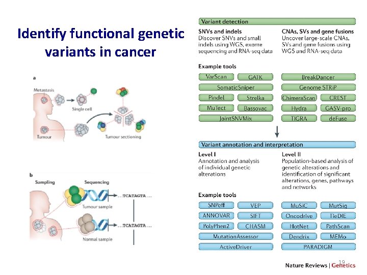 Identify functional genetic variants in cancer 19 