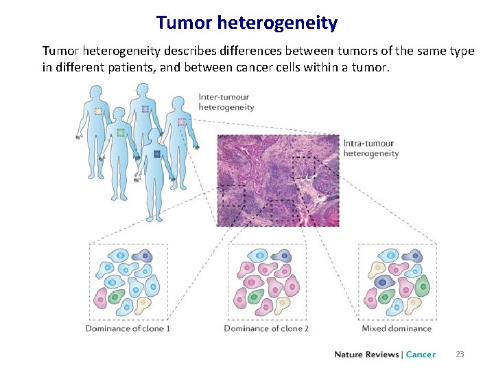 Tumor heterogeneity describes differences between tumors of the same type in different patients, and