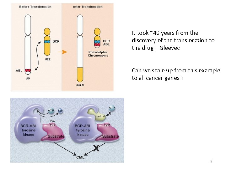 It took ~40 years from the discovery of the translocation to the drug –