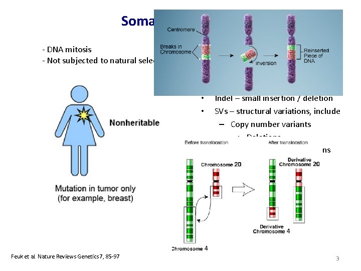 Somatic Mutations - DNA mitosis - Not subjected to natural selection • • •