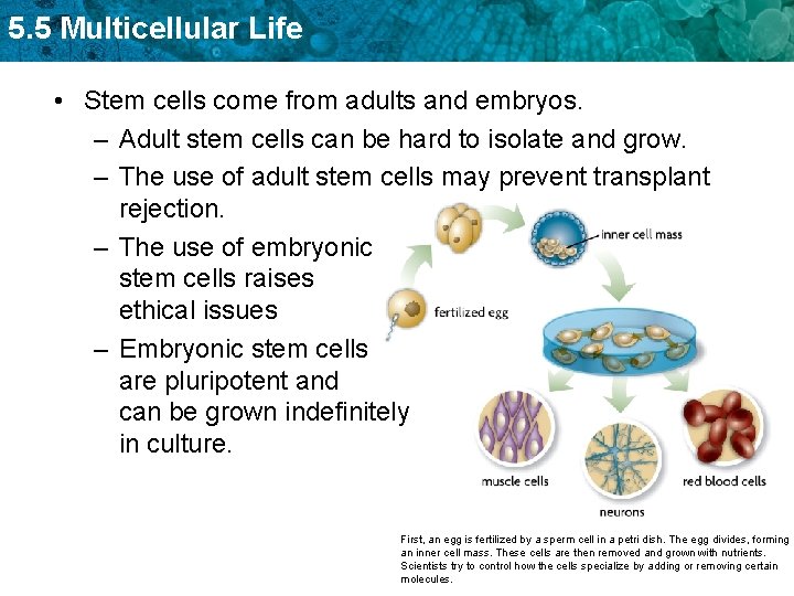 5. 5 Multicellular Life • Stem cells come from adults and embryos. – Adult