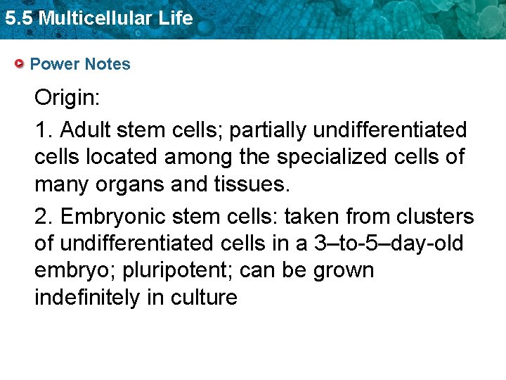 5. 5 Multicellular Life Power Notes Origin: 1. Adult stem cells; partially undifferentiated cells