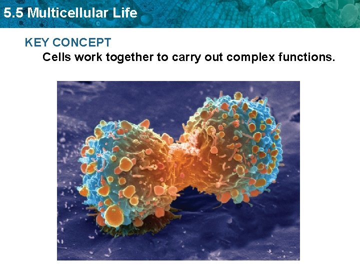 5. 5 Multicellular Life KEY CONCEPT Cells work together to carry out complex functions.