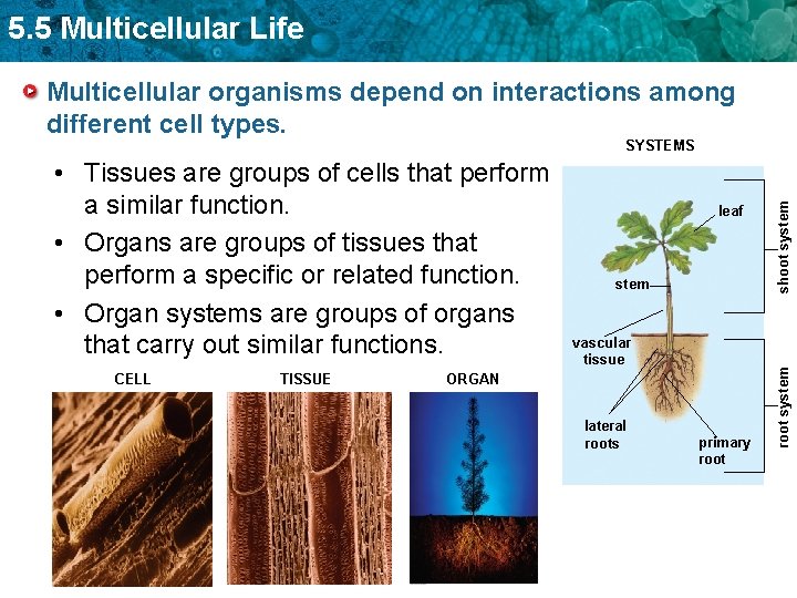 5. 5 Multicellular Life Multicellular organisms depend on interactions among different cell types. CELL