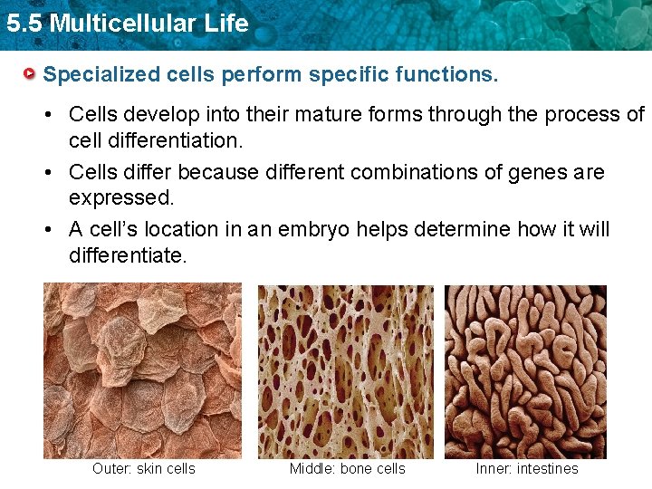 5. 5 Multicellular Life Specialized cells perform specific functions. • Cells develop into their