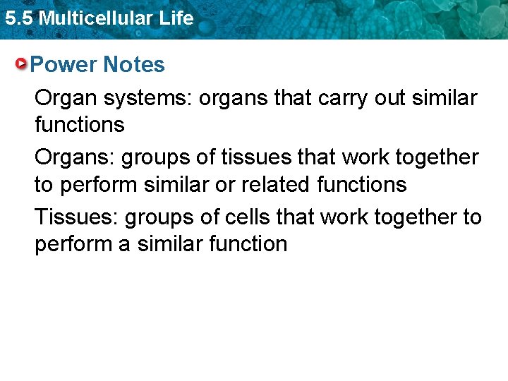 5. 5 Multicellular Life Power Notes Organ systems: organs that carry out similar functions