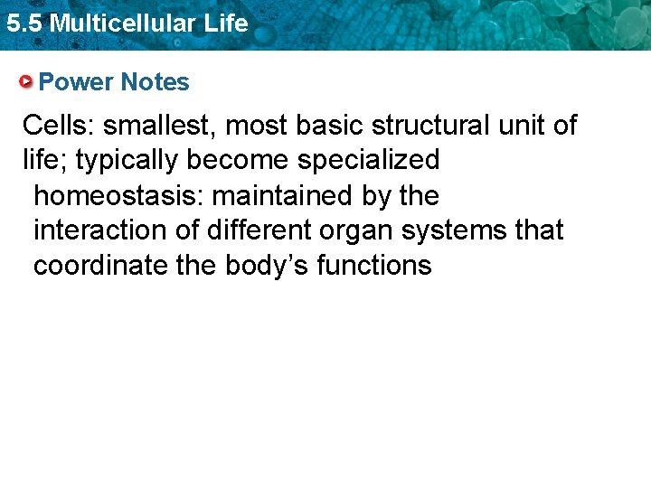 5. 5 Multicellular Life Power Notes Cells: smallest, most basic structural unit of life;