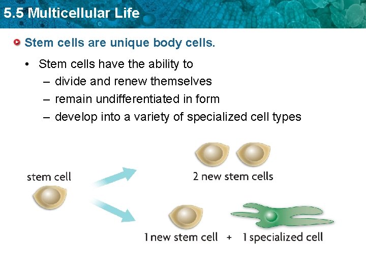 5. 5 Multicellular Life Stem cells are unique body cells. • Stem cells have