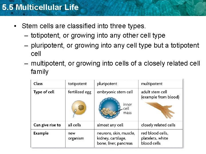5. 5 Multicellular Life • Stem cells are classified into three types. – totipotent,
