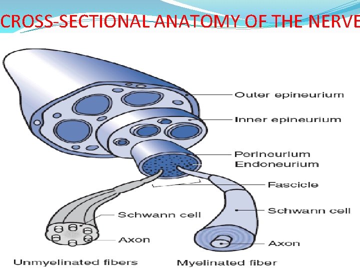 CROSS-SECTIONAL ANATOMY OF THE NERVE 