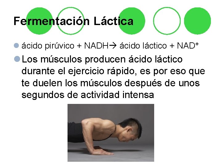 Fermentación Láctica l ácido pirúvico + NADH ácido láctico + NAD+ l Los músculos