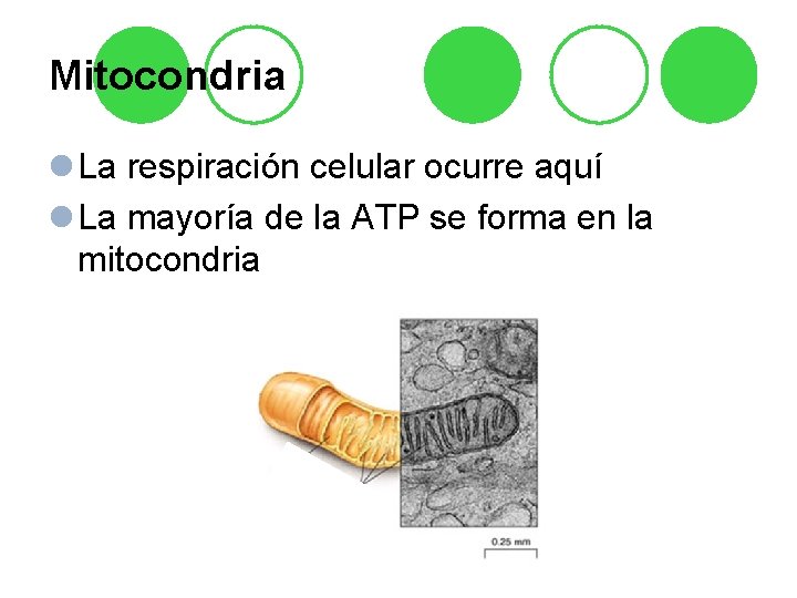 Mitocondria l La respiración celular ocurre aquí l La mayoría de la ATP se Mitocondria l La respiración celular ocurre aquí l La mayoría de la ATP se