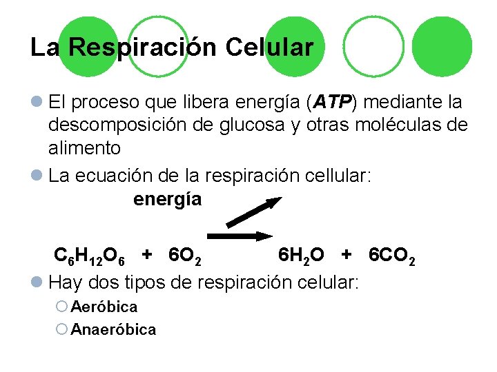 La Respiración Celular l El proceso que libera energía (ATP) mediante la descomposición de La Respiración Celular l El proceso que libera energía (ATP) mediante la descomposición de