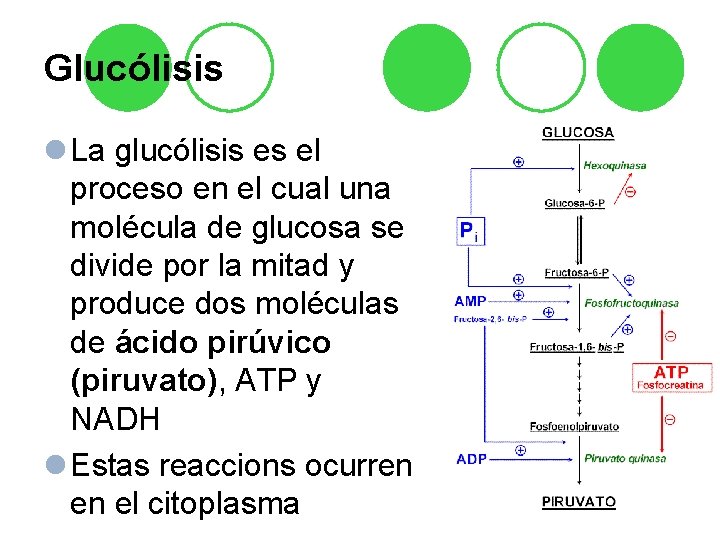 Glucólisis l La glucólisis es el proceso en el cual una molécula de glucosa Glucólisis l La glucólisis es el proceso en el cual una molécula de glucosa