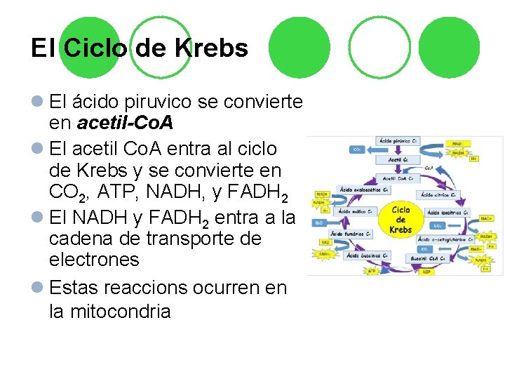 El Ciclo de Krebs l El ácido piruvico se convierte en acetil-Co. A l