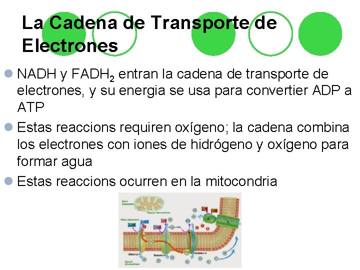 La Cadena de Transporte de Electrones l NADH y FADH 2 entran la cadena