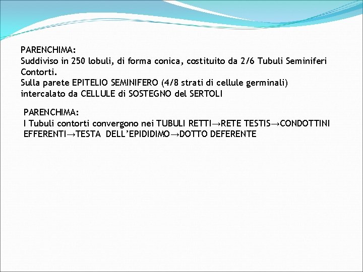 PARENCHIMA: Suddiviso in 250 lobuli, di forma conica, costituito da 2/6 Tubuli Seminiferi Contorti.