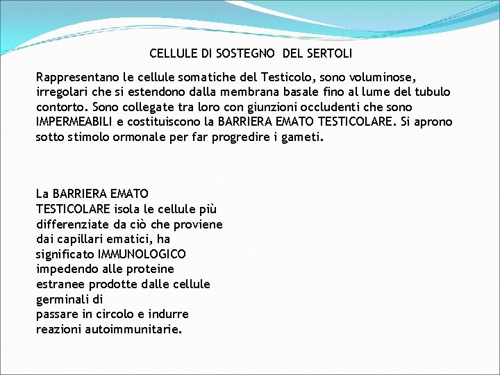 CELLULE DI SOSTEGNO DEL SERTOLI Rappresentano le cellule somatiche del Testicolo, sono voluminose, irregolari