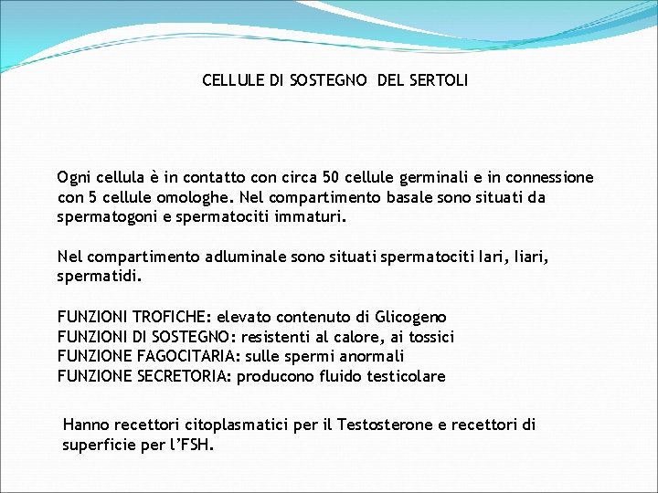 CELLULE DI SOSTEGNO DEL SERTOLI Ogni cellula è in contatto con circa 50 cellule