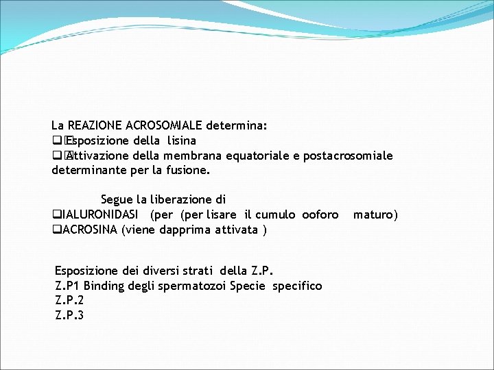 La REAZIONE ACROSOMIALE determina: q� Esposizione della lisina q� Attivazione della membrana equatoriale e