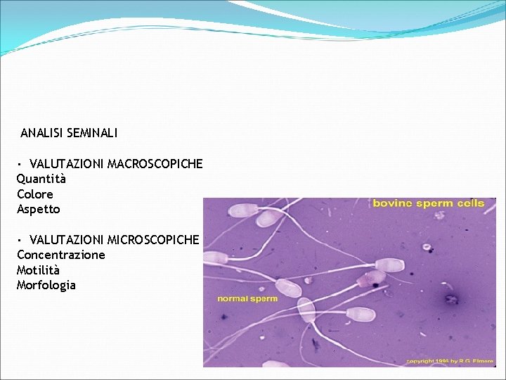 ANALISI SEMINALI · VALUTAZIONI MACROSCOPICHE Quantità Colore Aspetto · VALUTAZIONI MICROSCOPICHE Concentrazione Motilità Morfologia