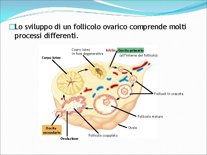 �Lo sviluppo di un follicolo ovarico comprende molti processi differenti. Corpo luteo Copro luteo