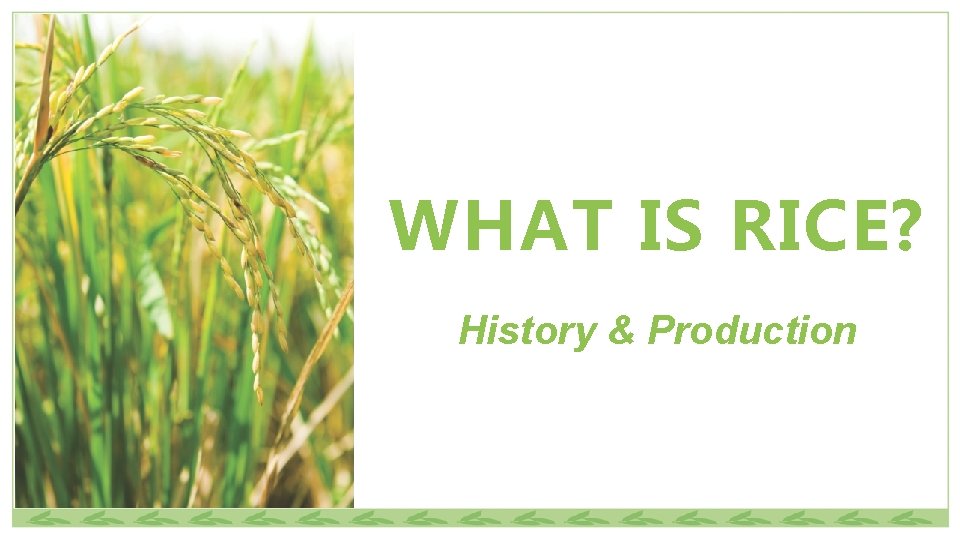WHAT IS RICE? History & Production 
